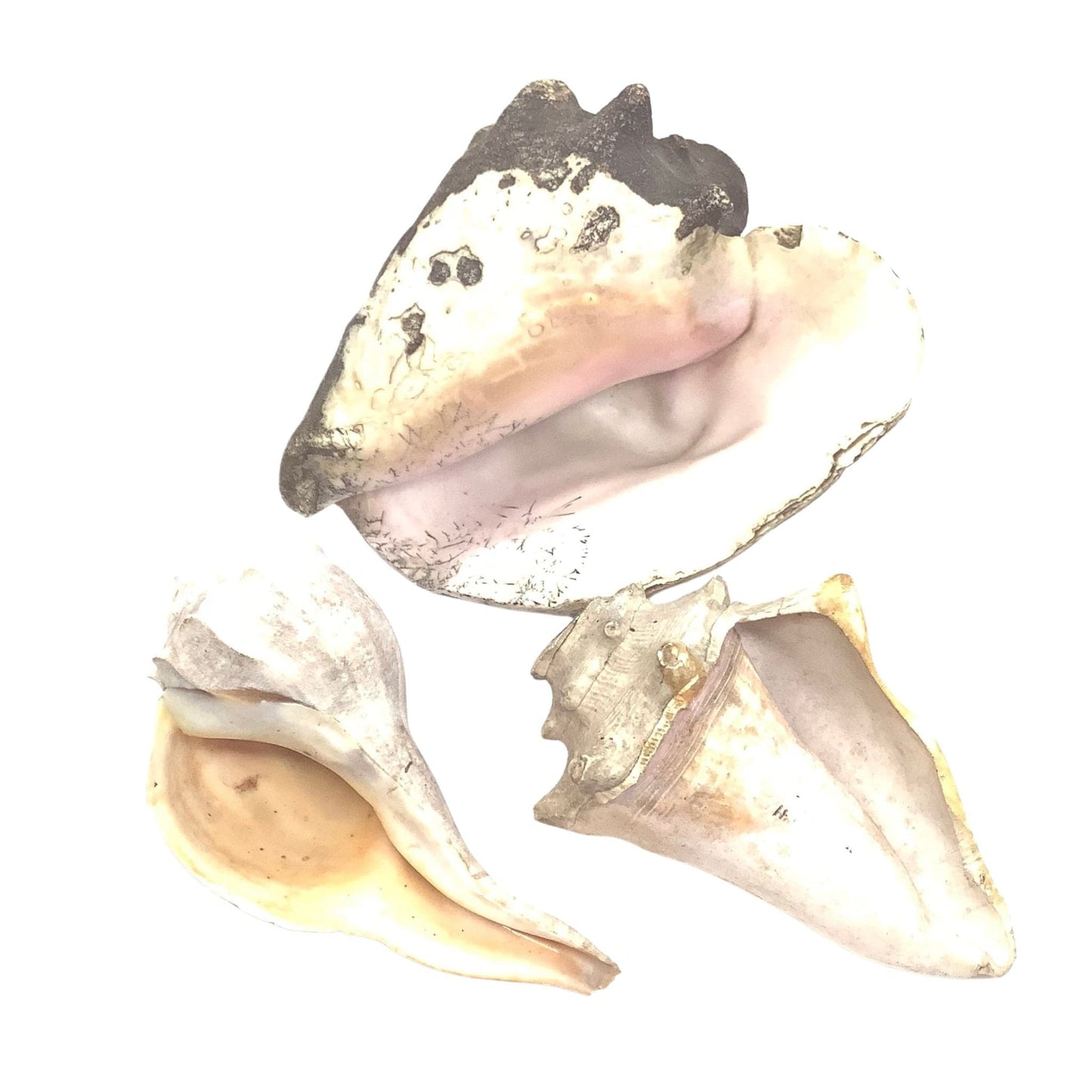 Large Seashells Bundle