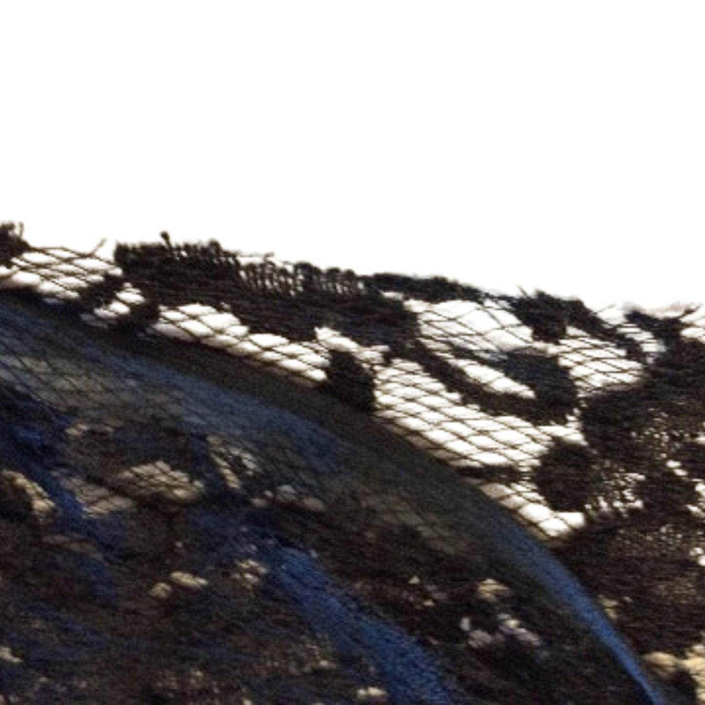Black Lace Remnant
