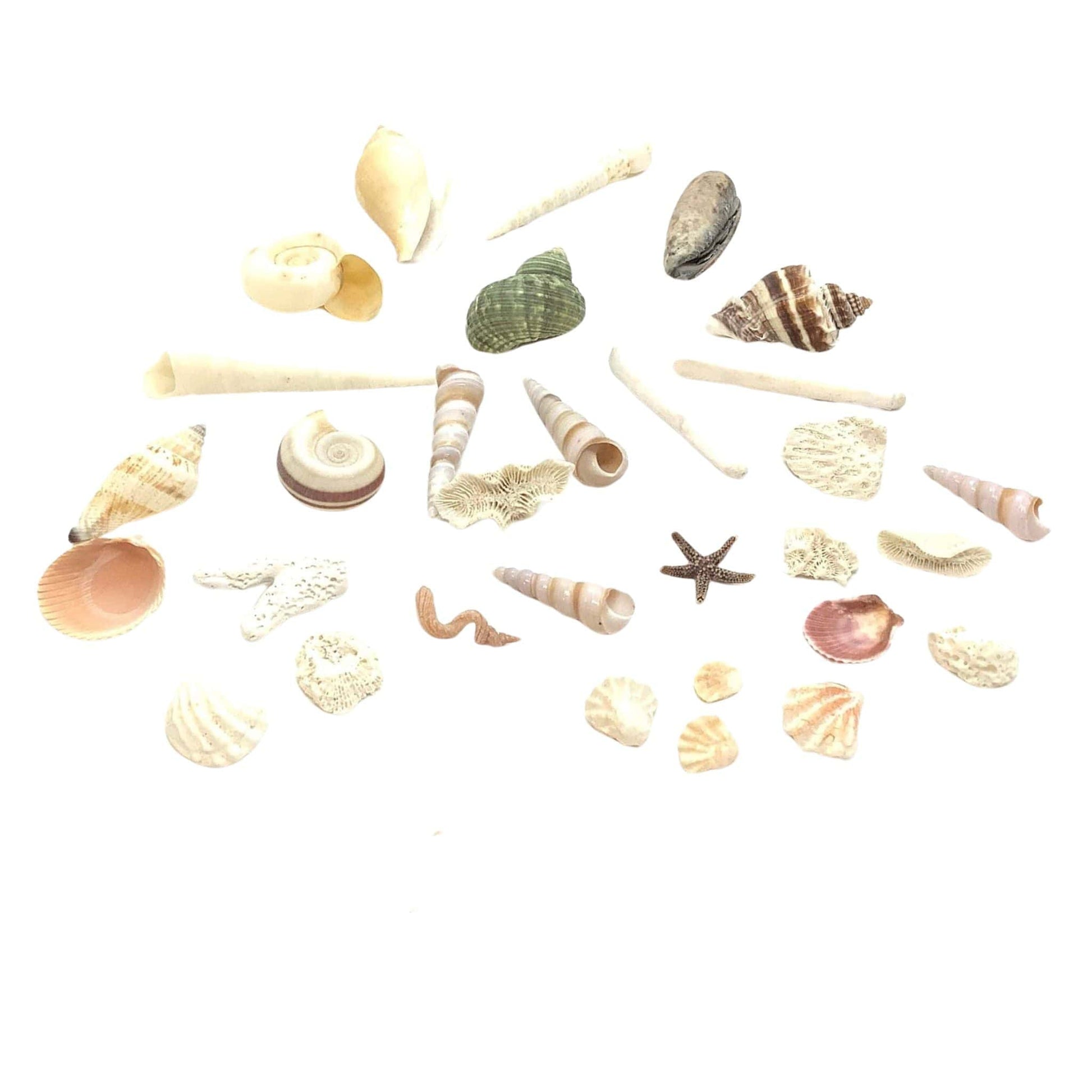 Fish Tank Mini Seashells