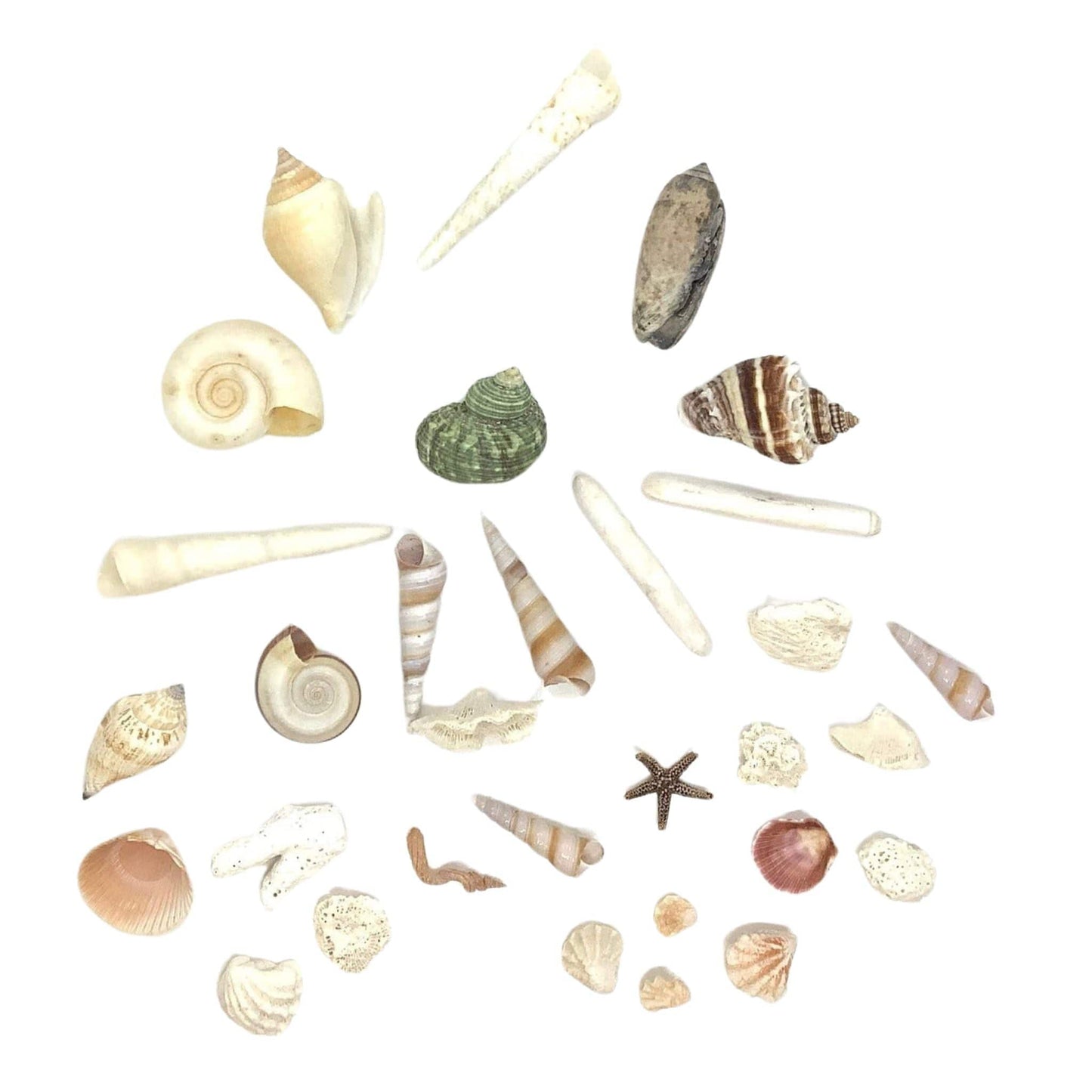 Fish Tank Mini Seashells