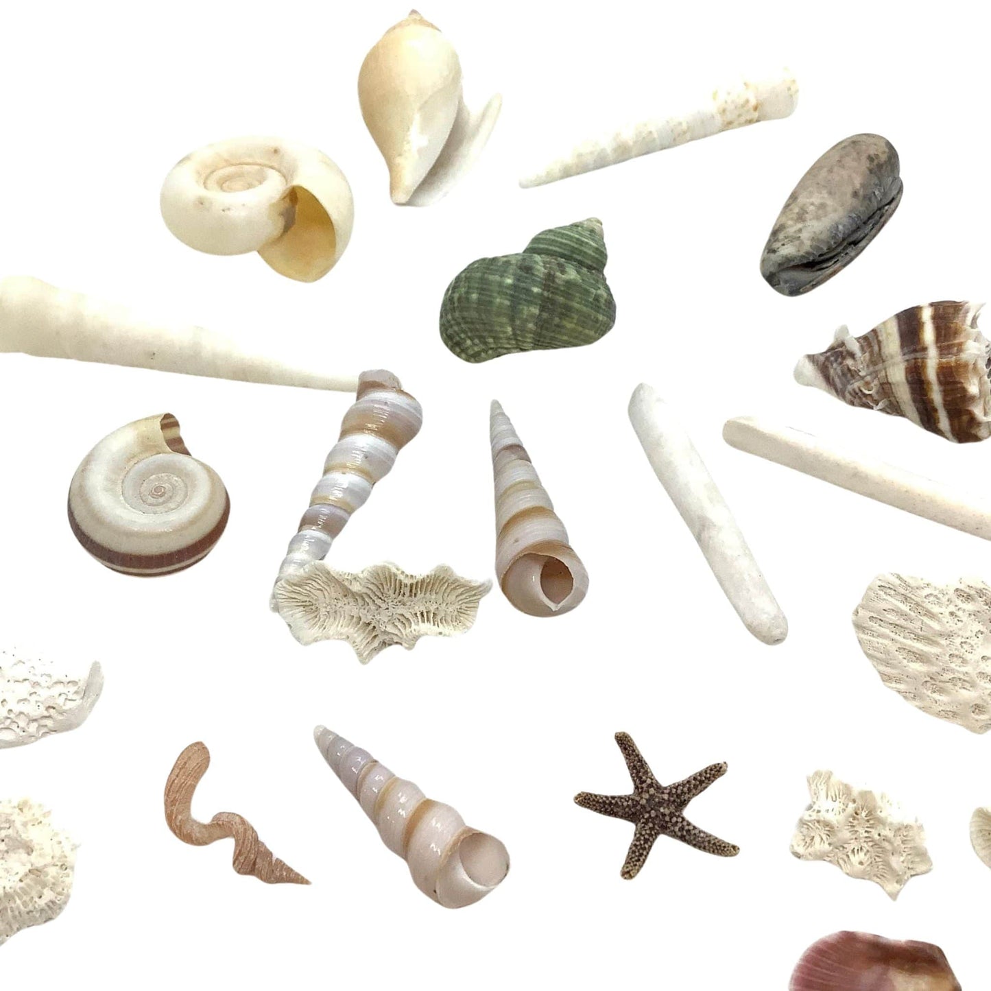 Fish Tank Mini Seashells