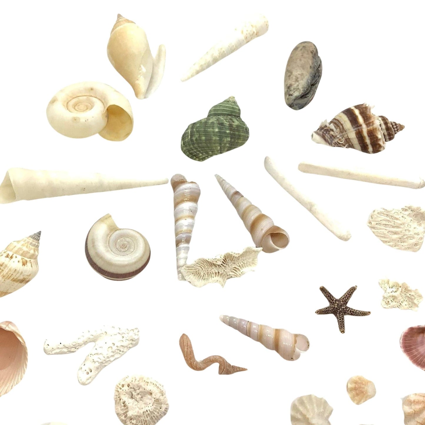 Fish Tank Mini Seashells