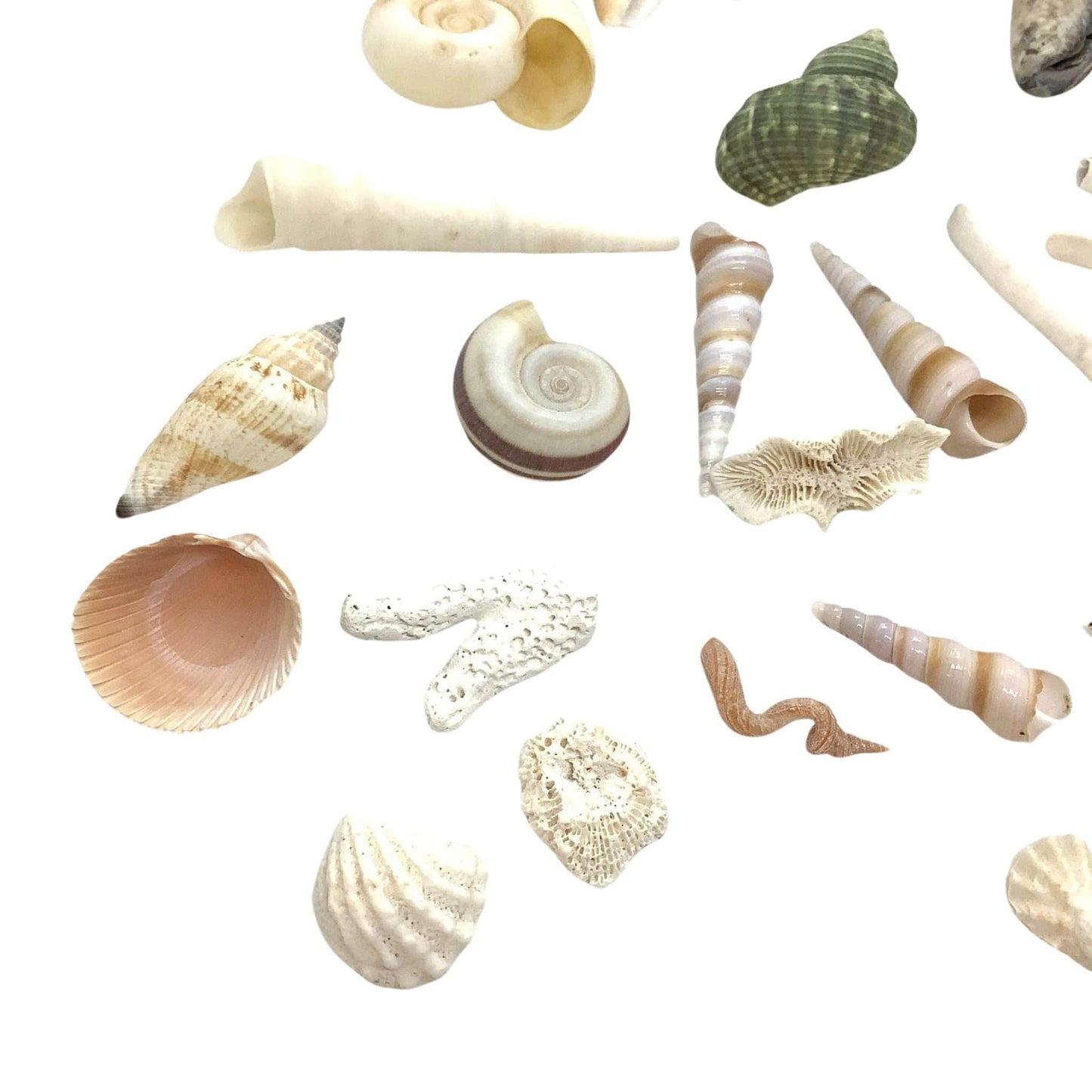 Fish Tank Mini Seashells