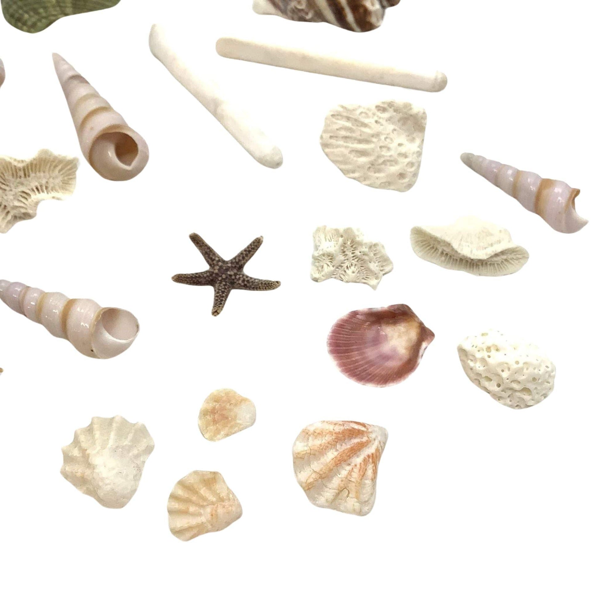 Fish Tank Mini Seashells