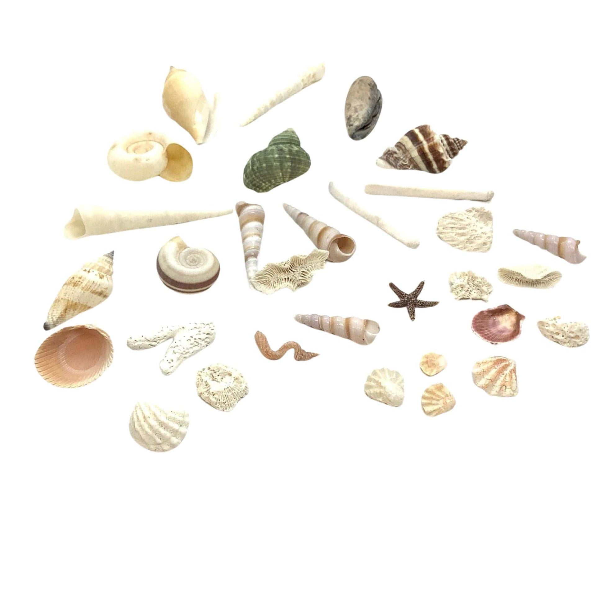 Fish Tank Mini Seashells