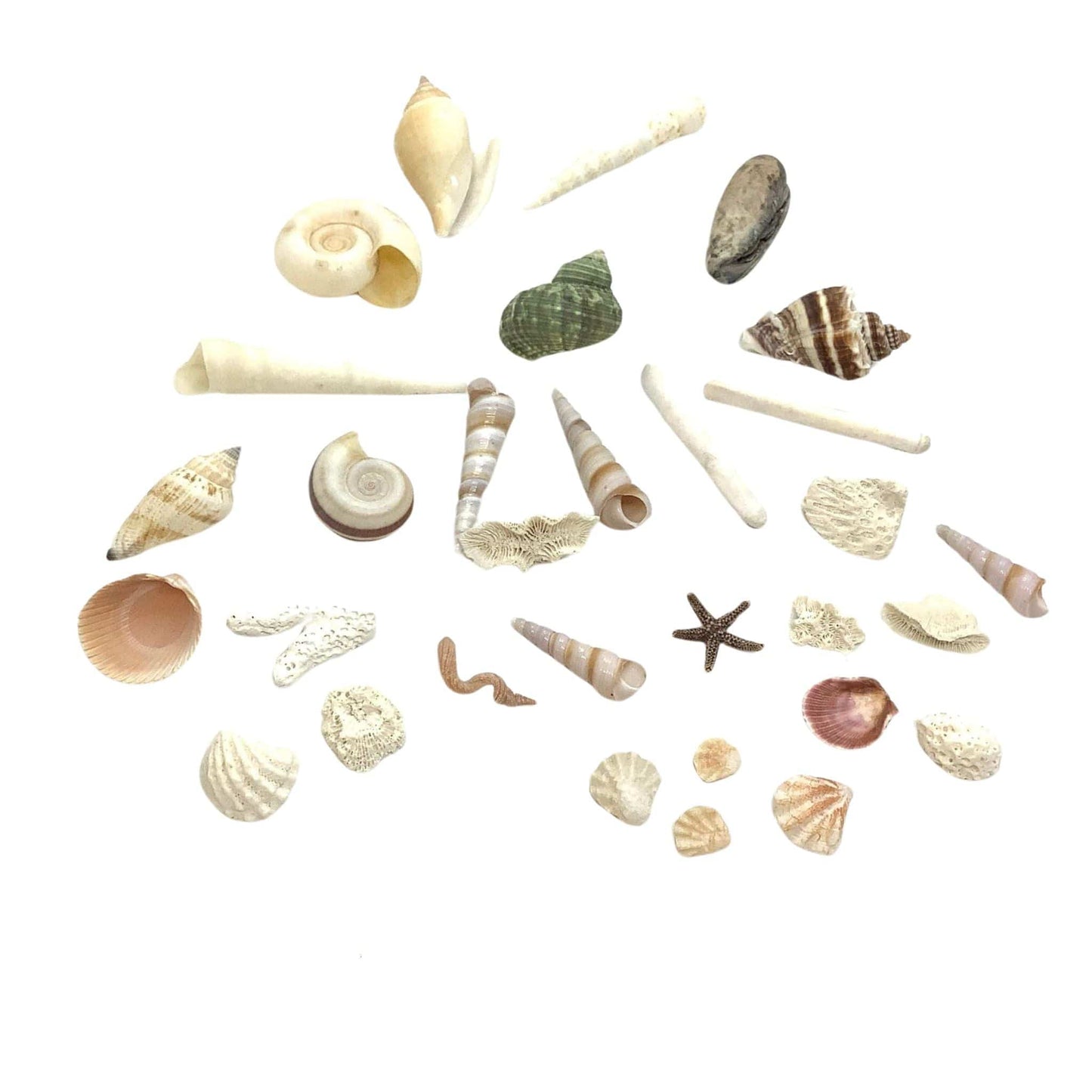 Fish Tank Mini Seashells