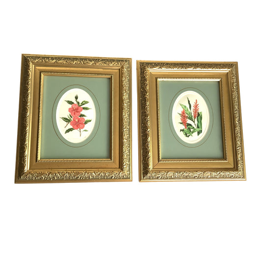 Two vintage intaglio botanical art prints framed with ornate gold frames, displayed side-by-side.