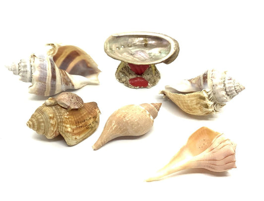 Aquarium Seashells Bundle