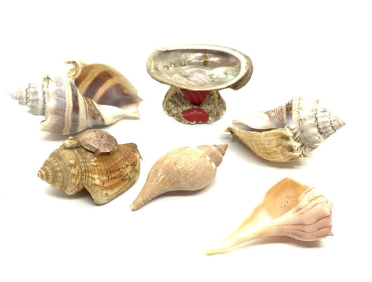 Medium Sea Shells Abalone